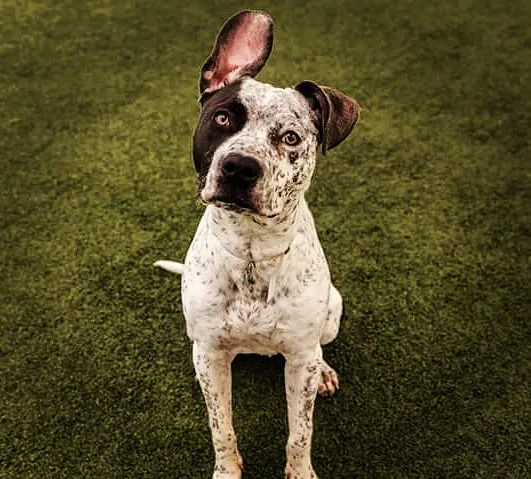 German Shorthaired Pointer Mix Mobility AidSeizure Response Serv