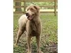 Adopt Brownie a Australian Shepherd Labrador Retriever