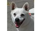Adopt Skeet a American Eskimo Dog