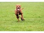 Adopt Lilly Belle -Sweetness at HP a RedGoldenOrangeCh estnut La
