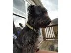 Adopt Gulliver a Black Poodle (Miniature)  Miniature Schnauzer  