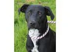 Adopt Racey a Border Collie