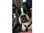 Adopt Stella a Boston Terrier