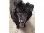 Adopt Alvin a Schipperke Belgian Shepherd Dog Sheepdog