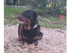 Adopt Aubree a Black - with Tan Yellow or Fawn Rottweiler  Mixed