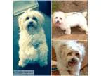 Lost Dog-Friendly Area of Cranston