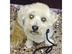 Adopt Alfie a Lhasa Apso