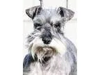 Adopt Olive a Schnauzer