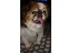 Adopt Amos a RedGoldenOrangeCh estnut - with White Pekingese  Mi