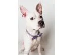 Adopt PETER PAN a Pit Bull Terrier  Mixed dog in Sacramento CA (