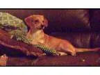Adopt Daisy Mae JS in MS a Dachshund Jack Russell Terrier