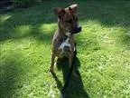Adopt Shasta a Mastiff  Shar Pei  Mixed dog in Victoria BC (1550