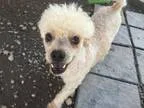 Adopt Oliver- hw  a Poodle