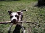 Adopt Archer--Dog cat and kid friendly a Pit Bull Terrier