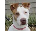 Adopt Willa a White - with Tan Yellow or Fawn Labrador Retriever
