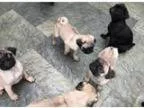 Pug puppies to rehome