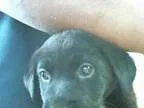 Adopt JACK a Black Labrador Retriever  Mixed dog in Tulsa OK (15