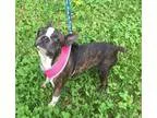 Adopt Cricket Skye GA a Brindle - with White Boston Terrier  Mix