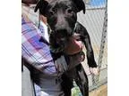 Adopt Midas a RedGoldenOrangeCh estnut - with White American Pit