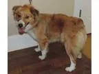 Adopt CASSIE - FUN LOVING GIRL a RedGoldenOrangeCh estnut - with