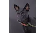 Adopt Bella a Black Whippet  Schipperke  Mixed dog in Sudbury MA