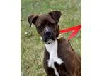 Adopt Gabrielle a Brindle - with White Boxer  Mixed dog in DuQuo