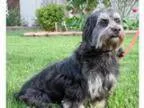 Adopt Truffles a Lhasa Apso
