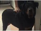 Adopt Sammy (Samantha) a Black - with Tan Yellow or Fawn Rottwei
