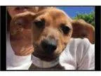 Adopt Bobby a Miniature Pinscher