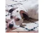 Adopt Cleo a Boxer Pointer