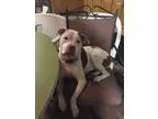 Adopt Brooke (COURTESY POST) a White - with Brown or Chocolate P
