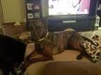 Adopt Elsa Mae a Brindle - with White Miniature Pinscher  Dachsh