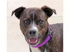 Adopt Witten a Brindle Pit Bull Terrier  Mixed dog in Wichita KS