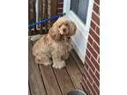 Adopt Maggie -Adoption Pending a Cocker Spaniel
