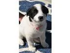 Adopt Pig a White - with Black Blue Heeler  Border Collie dog in