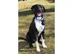 Adopt Fischer a Black - with White Labrador Retriever  Great Dan