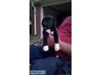 Border Collie Labrador Mix quotLaborador quot Puppies