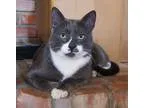 Adopt Dobby a Gray or Blue (Mostly) Domestic Shorthair (short co