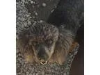 Adopt Po a Domestic Long Hair
