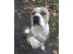 Lovleind Bull Terrier Puppies Available Now