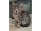 Adopt Sunshine a Tabby - Grey