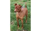 Adopt Pee Wee a Miniature Pinscher