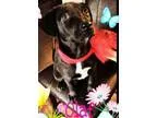 Adopt Olaf a Labrador Retriever