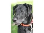 Adopt Fraya a Great Dane  Labrador Retriever  Mixed dog in Walla