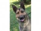 Adopt Austin a German Shepherd Dog
