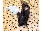 Adopt Dots a Black - with White Skye Terrier  Miniature Pinscher