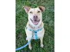 Adopt Reba a Labrador Retriever  Boxer  Mixed dog in Victoria BC