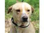Adopt FESTER a Labrador Retriever German Shepherd Dog