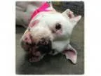 Adopt ABBY a Boxer