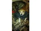 Adopt BonnieTN a Jack Russell Terrier